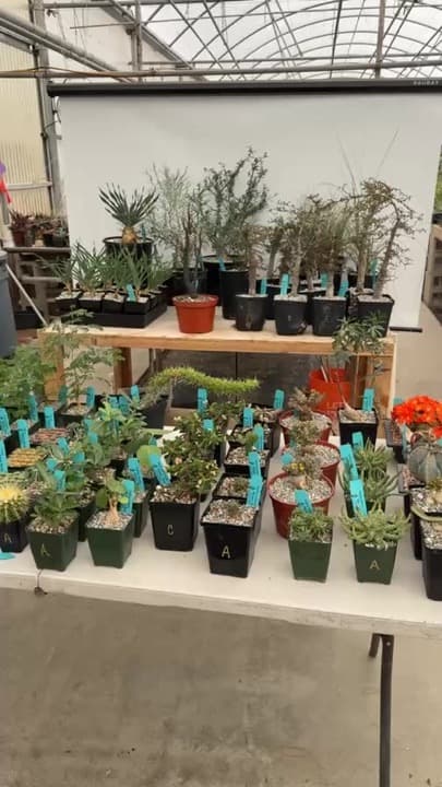 Inside a Botanic Wonders greenhouse — benches of specimens in nursery pots
