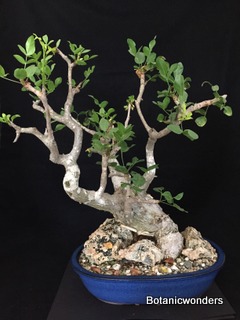 Growing Bursera