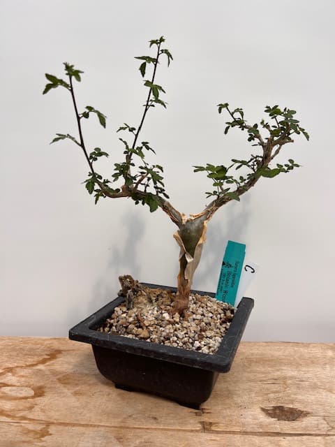 Seven years to a six-inch tree.