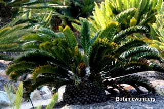 Encephalartos latifrons