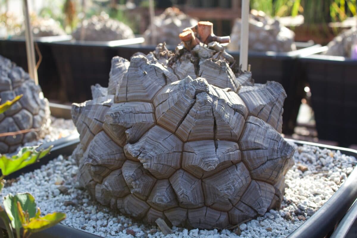 Dioscorea elephantipes caudex on the bench