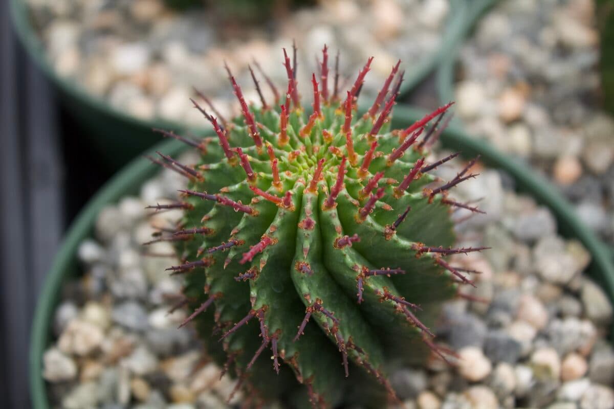Ariocarpus in the gravel bed