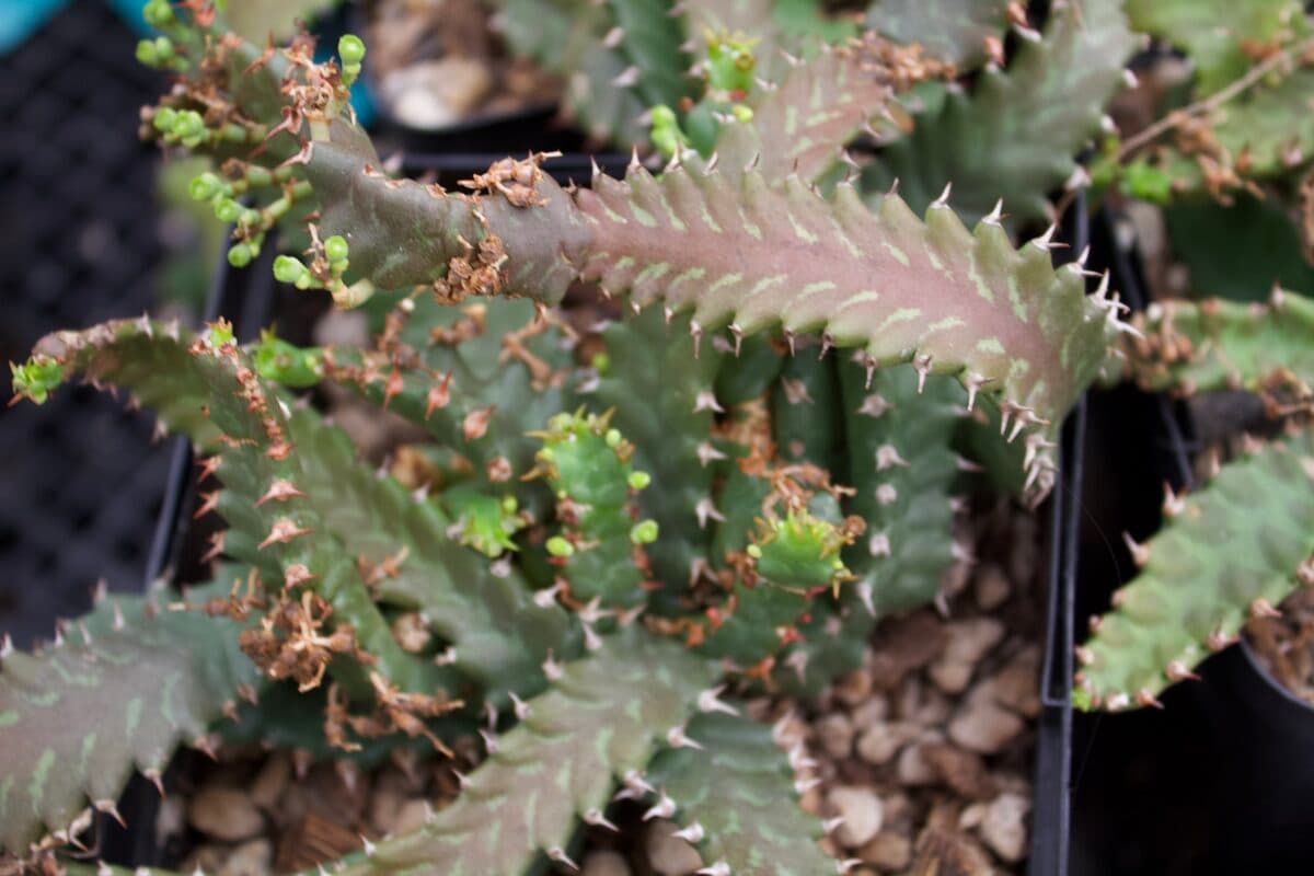 Medusoid euphorbia detail