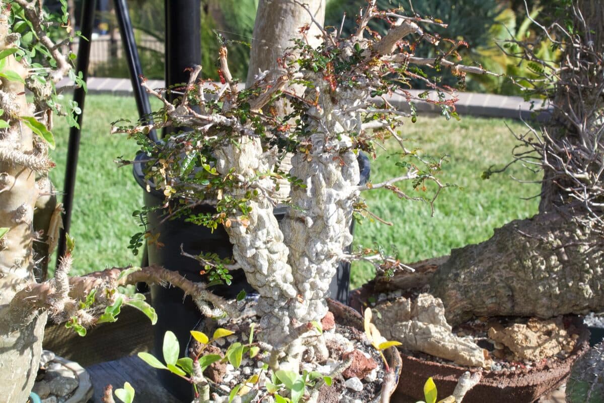 Bonsai trunk detail
